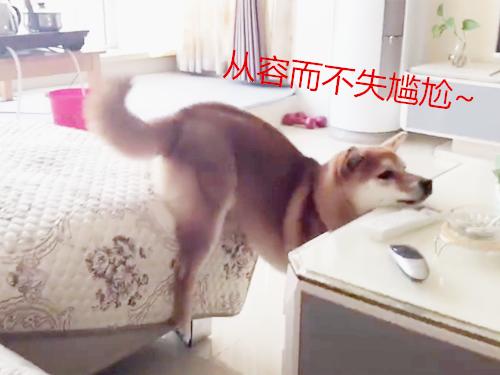 柴犬从山上摔下来了,柴犬被抱摔在地上