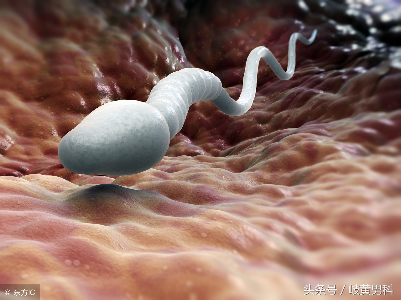 精子分析全过程,精子质量分析操作规程