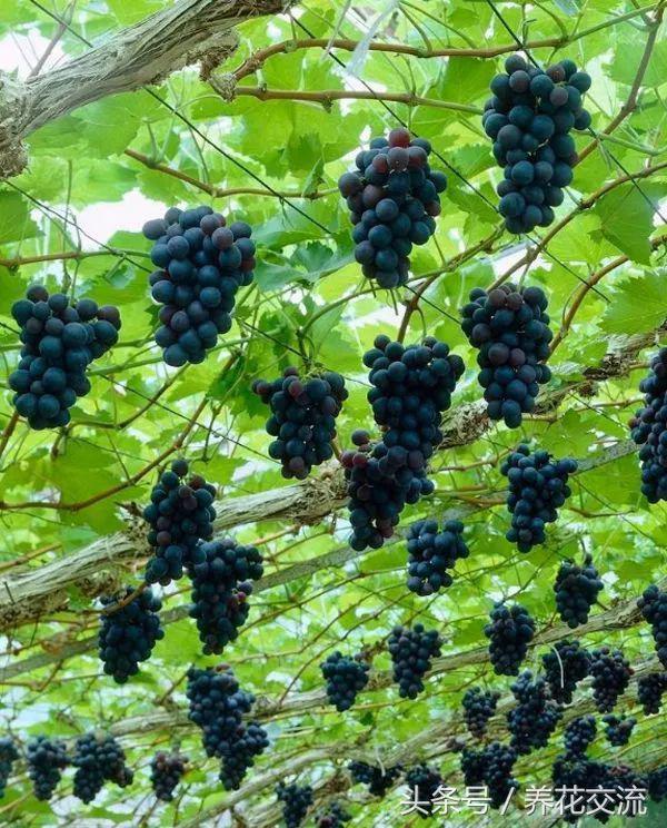 适合攀爬的植物有哪些,十种最好养的攀爬植物