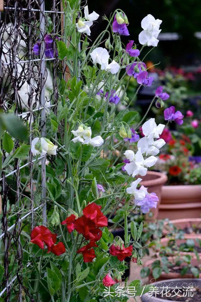 适合攀爬的植物有哪些,十种最好养的攀爬植物