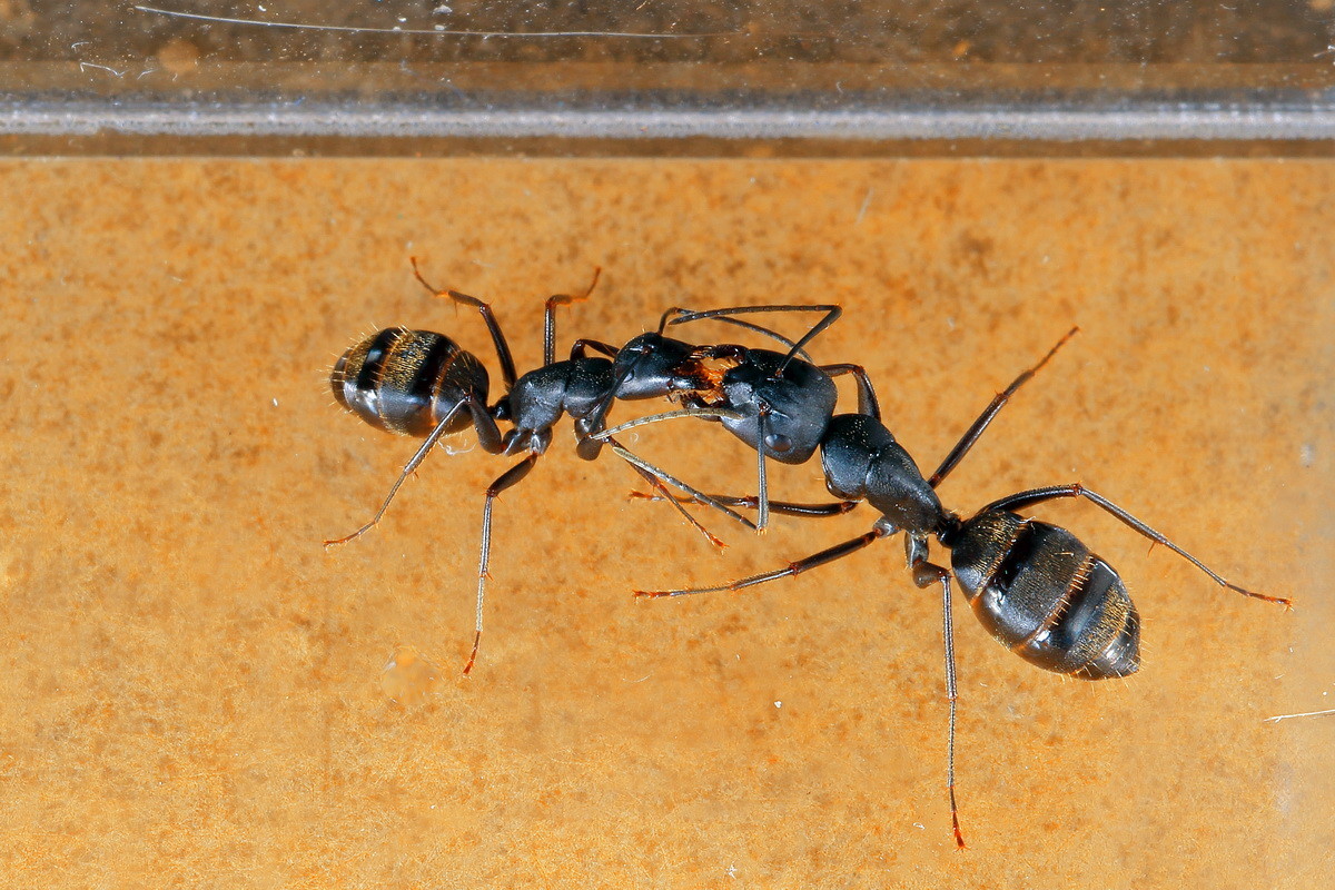 蚂蚁才是地球上进化最完美的生物,蚂蚁是人类进化的最高阶梯吗