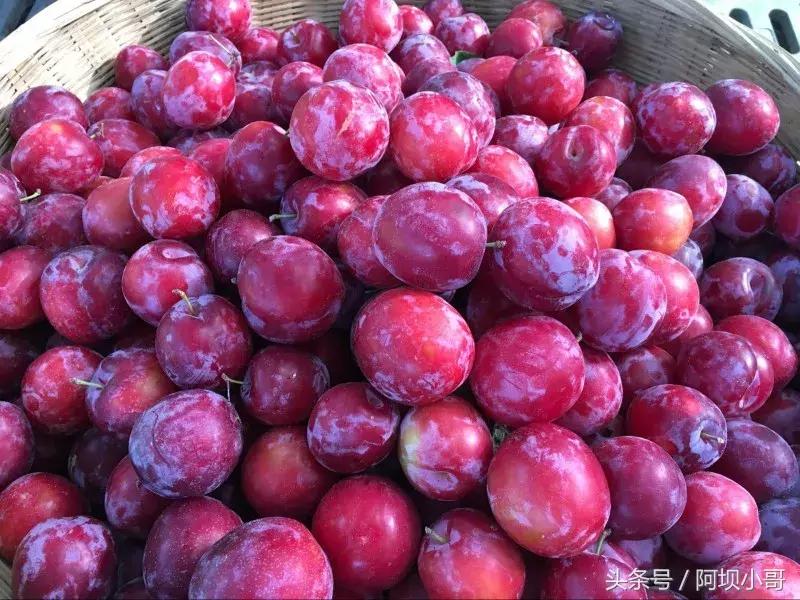 相约盛夏七月，康养汶川的李子熟了！花椒红了！