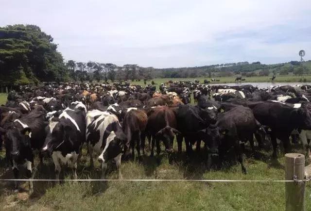 爱他美贝拉米和a2哪种奶粉好,澳洲爱他美奶粉哪款最好