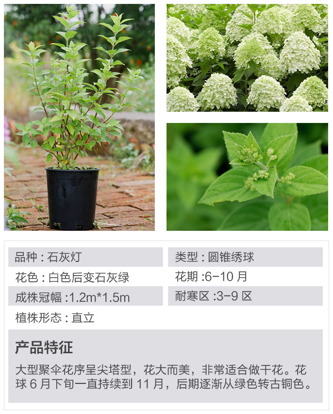 不与群芳争春色淡留清气满乾坤,不与群芳争艳只待盛开