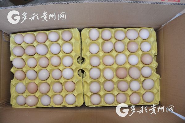 贵州省惠水县摆金镇关山村养鸡场,惠水县鸭绒乡摆金镇上田村12组