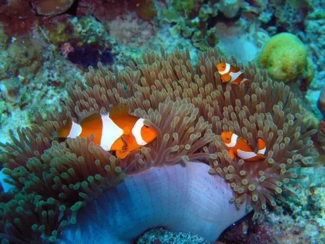 十大东南亚最美海岛,东南亚最美海岛