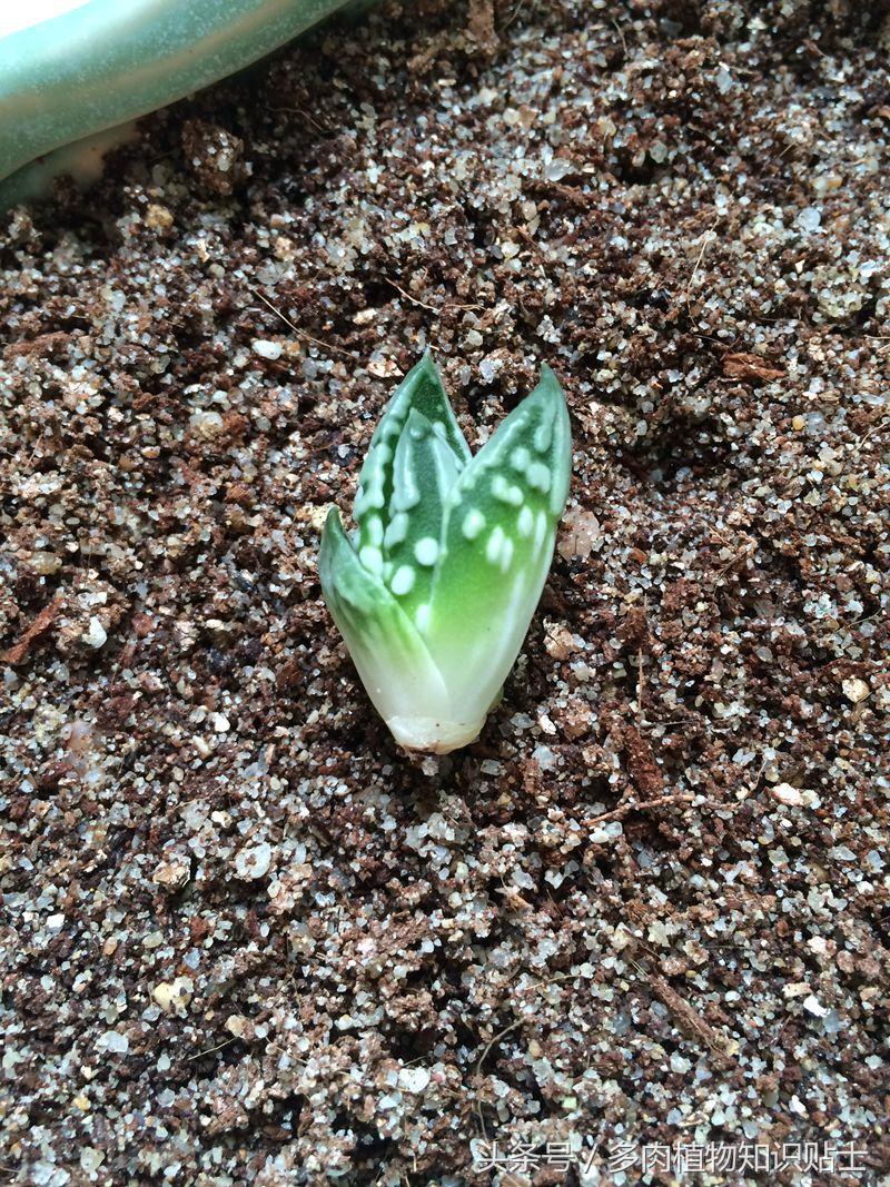 大神的硬叶十二卷阳台，为它们写日记