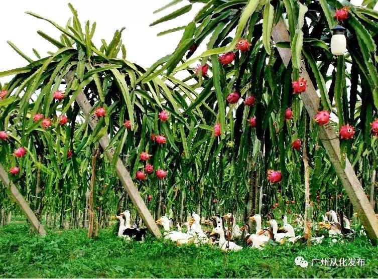 广州南沙冬天有番石榴摘吗,元旦广州摘番石榴