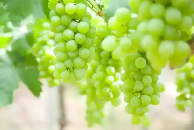 广州南沙冬天有番石榴摘吗,元旦广州摘番石榴