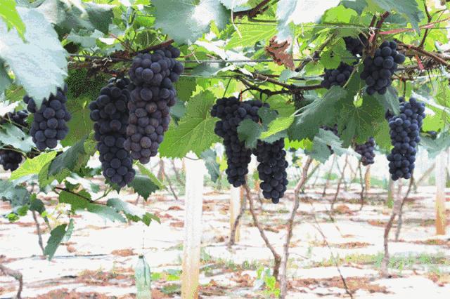 广州南沙冬天有番石榴摘吗,元旦广州摘番石榴