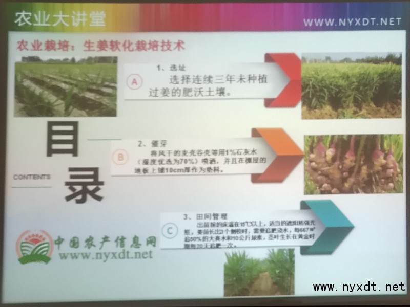 生姜栽培种植技术完整版,生姜软化栽培技术