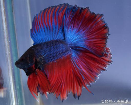 如何养殖泰国斗鱼视频教程,泰国斗鱼如何养才能长得好