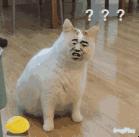 内地入境香港通关最新通告,广东人去香港有限制吗