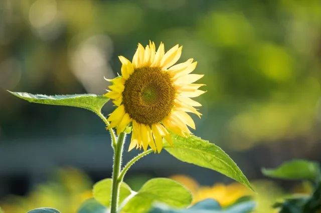 广州的旅游景点排行榜第一是哪个,广州主要景点排名前十名