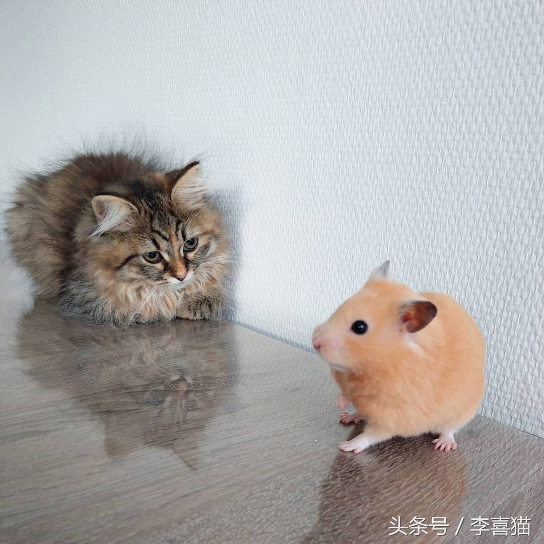 仓鼠和猫为什么是最好的朋友,猫和仓鼠居然成为了好朋友