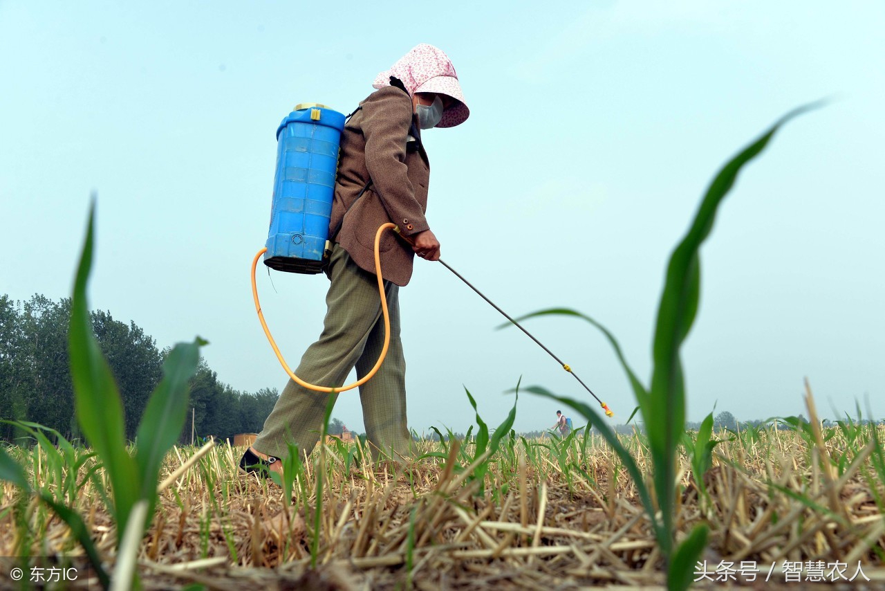 豆角除草剂药害用什么解除药害,作物农药药害怎么来进行急救