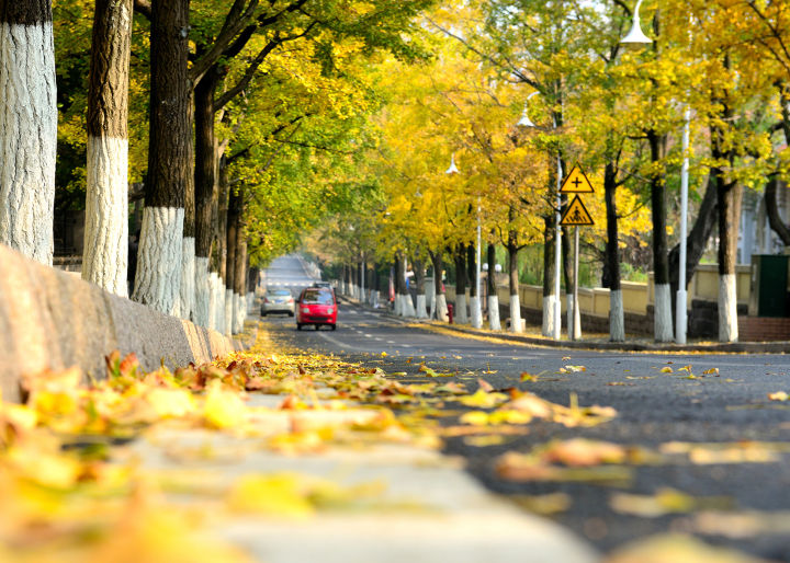 青岛是一个怎么样的地方,青岛是一座什么样的城市