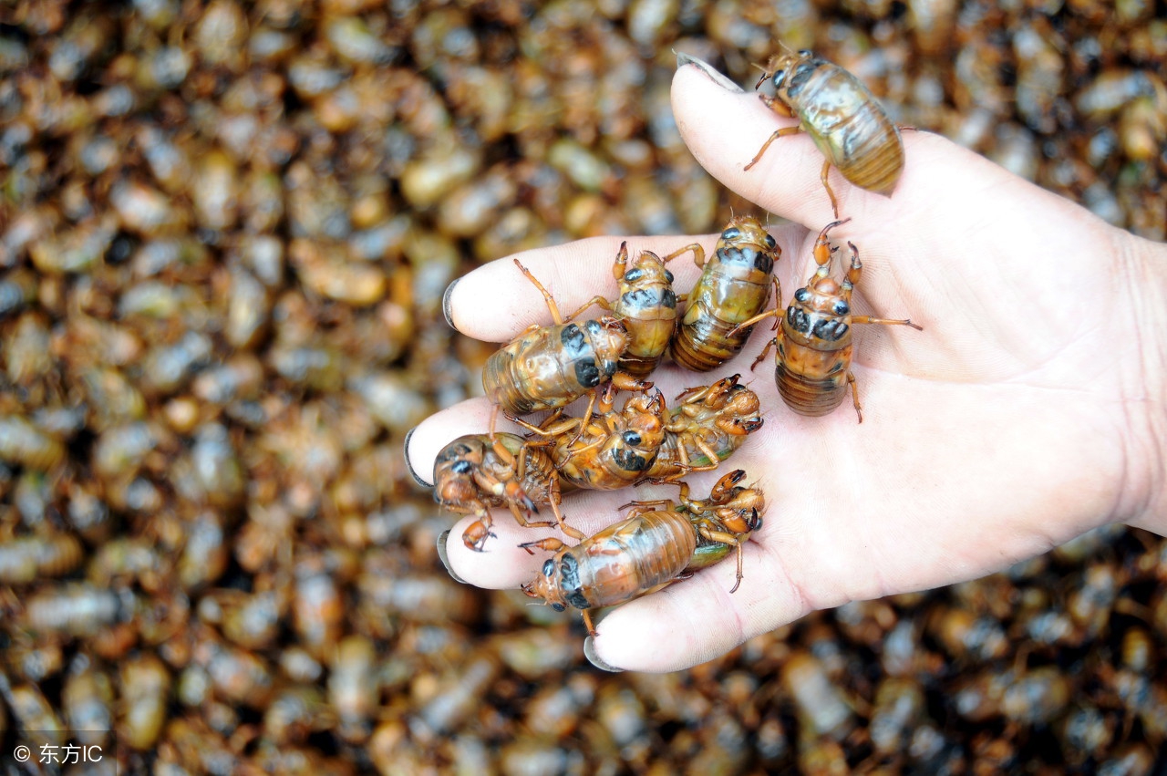 农村的金蝉怎么养殖,养殖金蝉对果树有害么