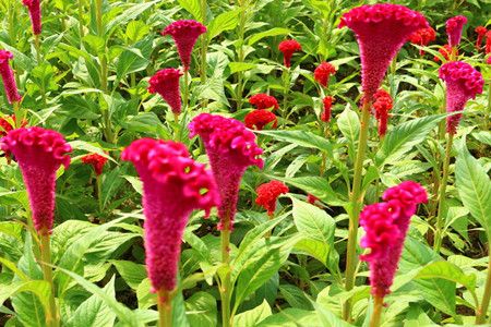 农村什么野草治白带,农村哪些野草可以治妇科炎症