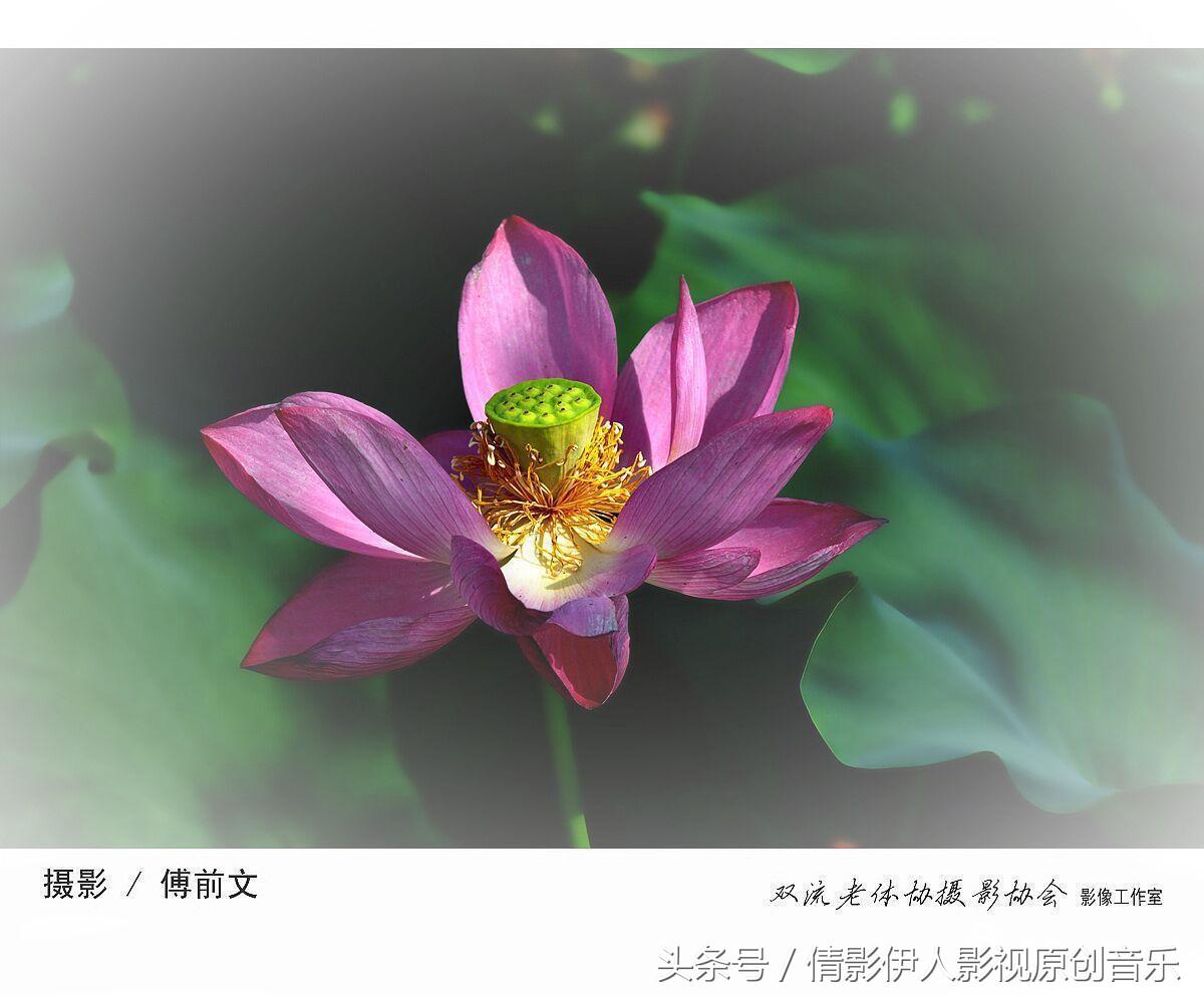 夏荷晕倒在海教官怀里,夏荷最美的十首诗