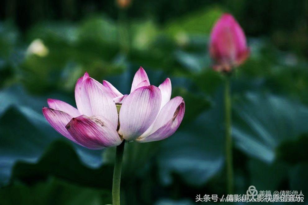 荷花之歌,立夏荷花音乐