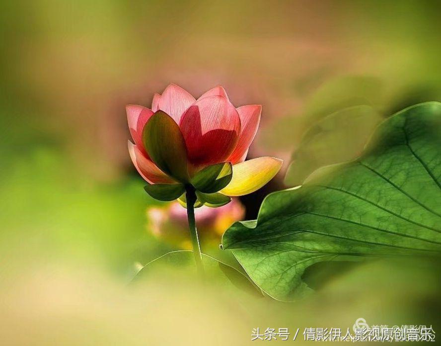 荷花之歌,立夏荷花音乐