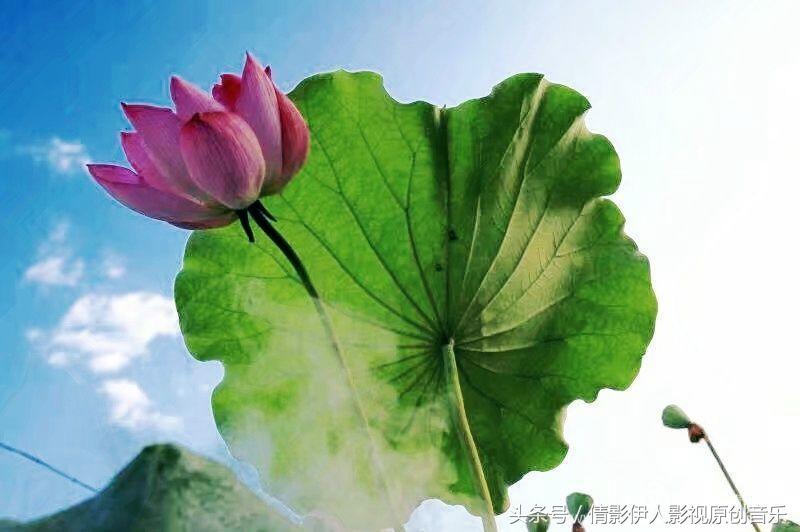 夏荷晕倒在海教官怀里,夏荷最美的十首诗