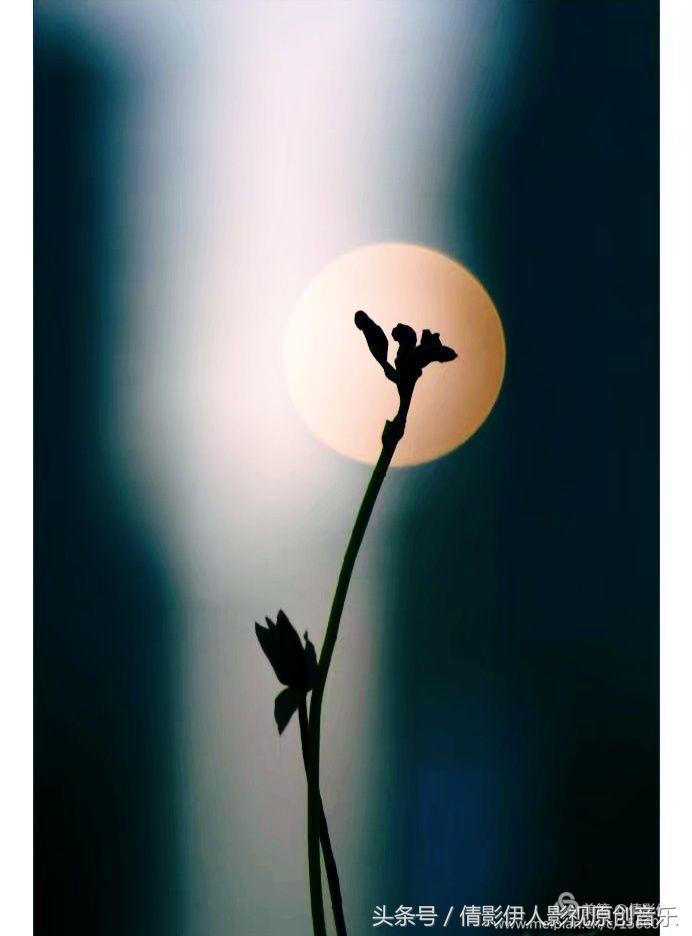 夏荷晕倒在海教官怀里,夏荷最美的十首诗