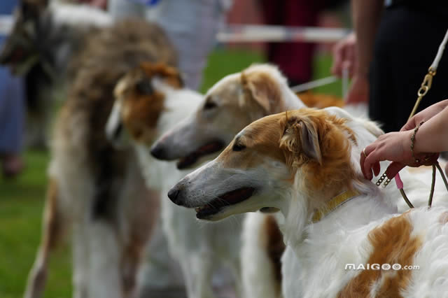 狩猎犬排名,世界十大最好的狩猎犬