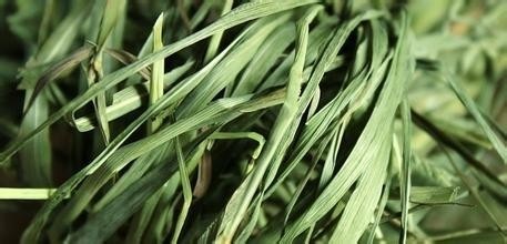 龙猫为什么不吃面包,为啥龙猫不吃营养膏