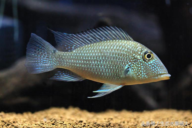 哪些慈鲷是食土鲷,食土鲷和慈鲷能混养么