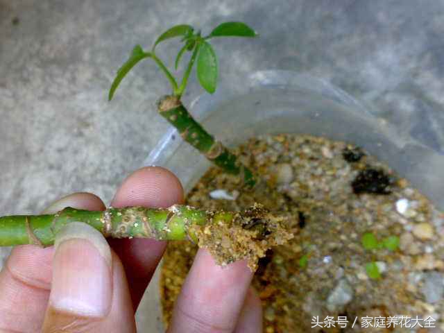 鹅掌柴不用买，学会这1招，掐个枝插土里就能活！