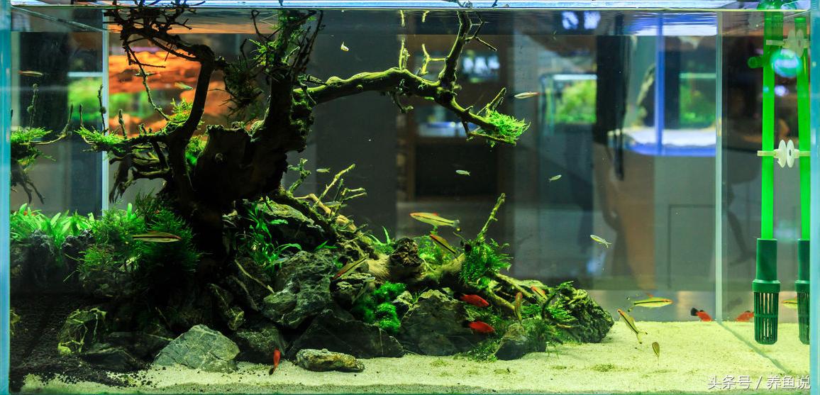 热带观赏鱼养水养50个小时可以吗,如何养好观赏鱼淡水鱼
