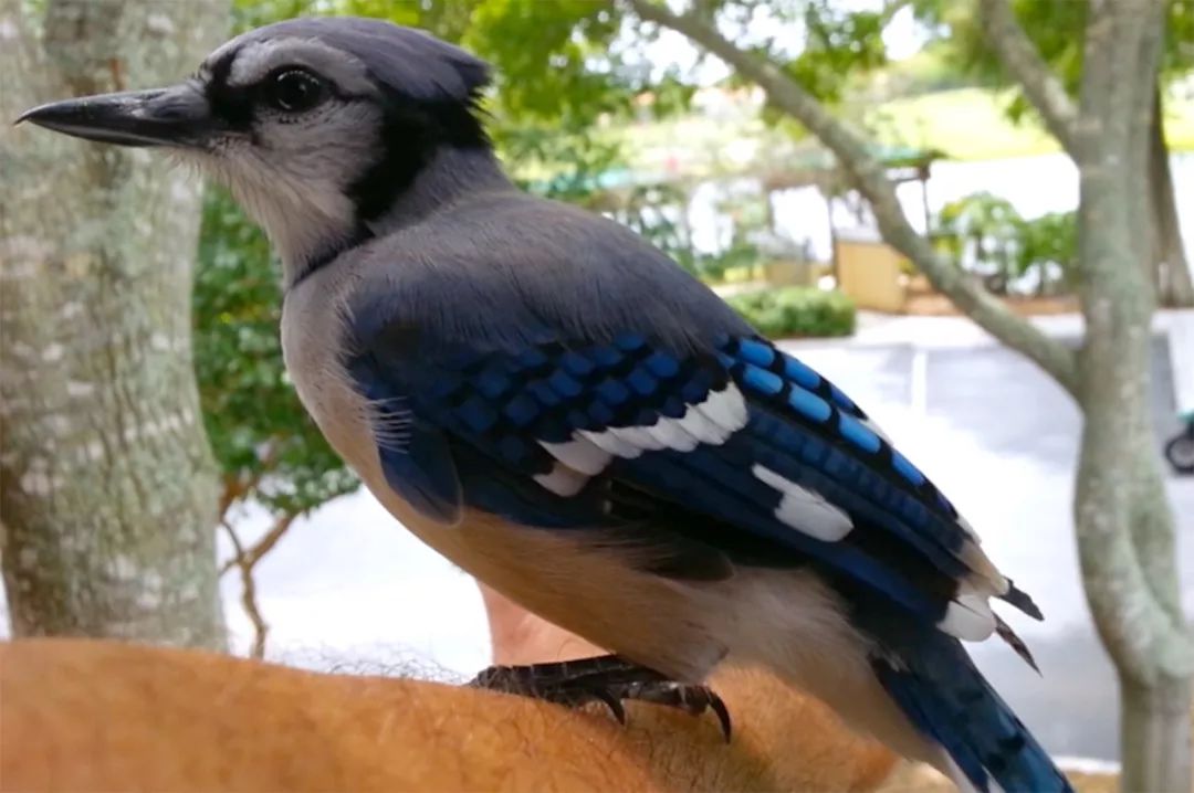 万物皆有灵救了蛇王一命,万物皆有灵救了一只狼崽