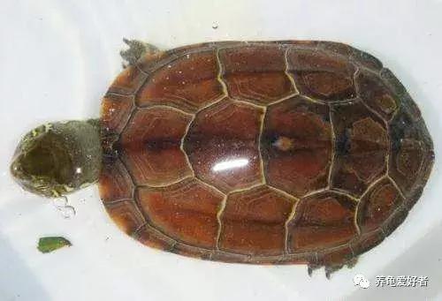 养龟灵的正确使用方法,养小草龟的正确方法