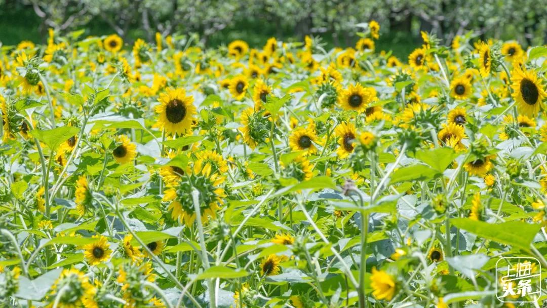 向日葵花海上海旅游攻略,上海市中心有一片向日葵花海