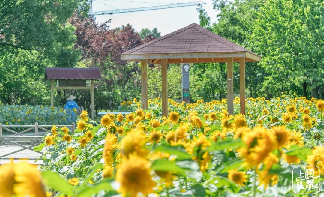 上海罗泾向日葵花田,上海各公园向日葵花海即将盛放