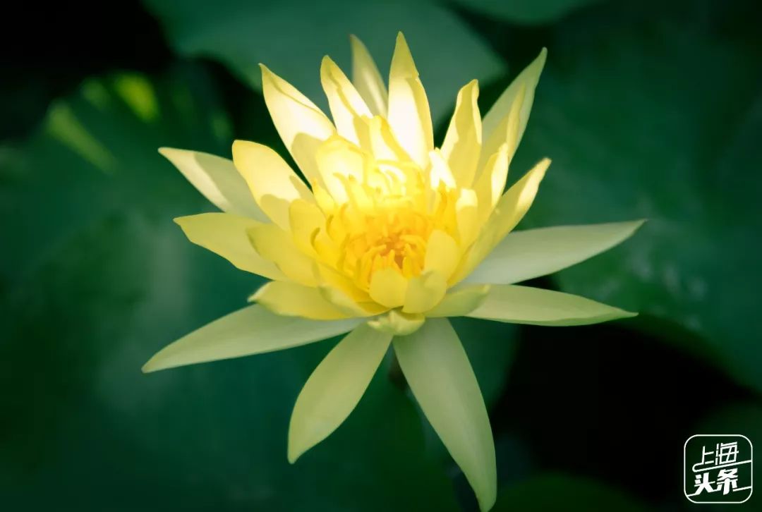 向日葵花海上海旅游攻略,上海市中心有一片向日葵花海