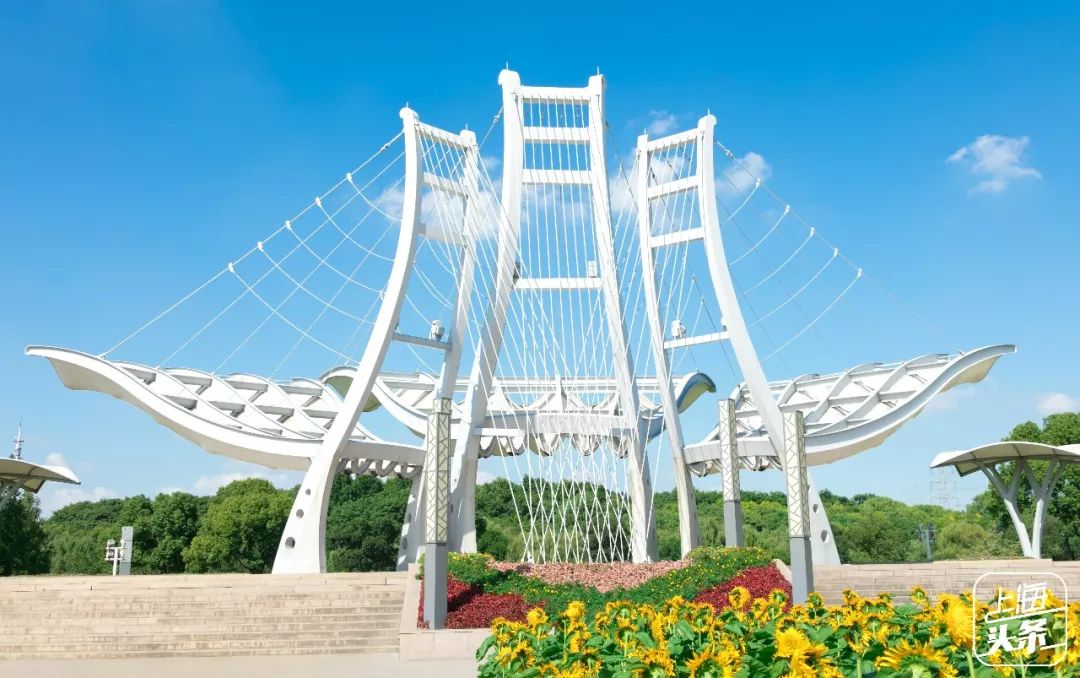 上海罗泾向日葵花田,上海各公园向日葵花海即将盛放