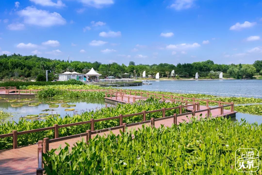 上海罗泾向日葵花田,上海各公园向日葵花海即将盛放