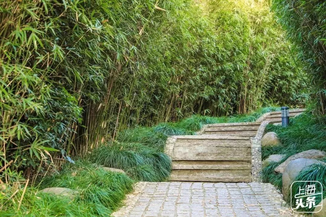 上海罗泾向日葵花田,上海各公园向日葵花海即将盛放