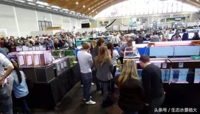 如何寻找中国斗鱼的踪迹,如何快速了解斗鱼