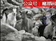 98年克罗地亚球员们经历过战争吗,战火中的克罗地亚队