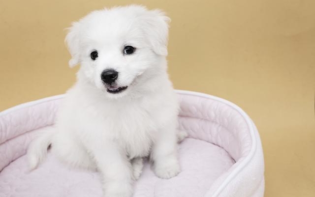 当“狗”成为一种普遍自称，你觉得对狗公平吗？