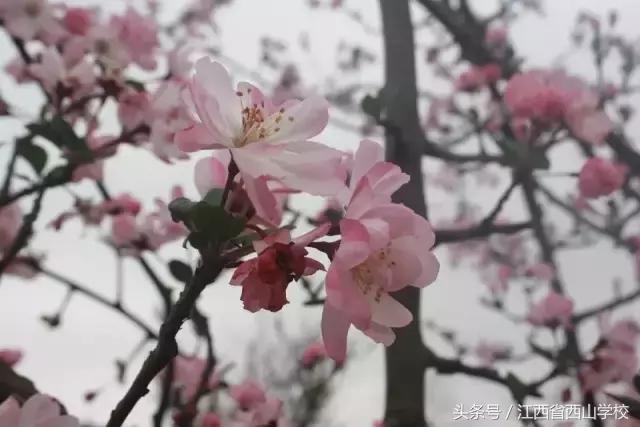 江西省西山文武学校,江西省西山学校学籍