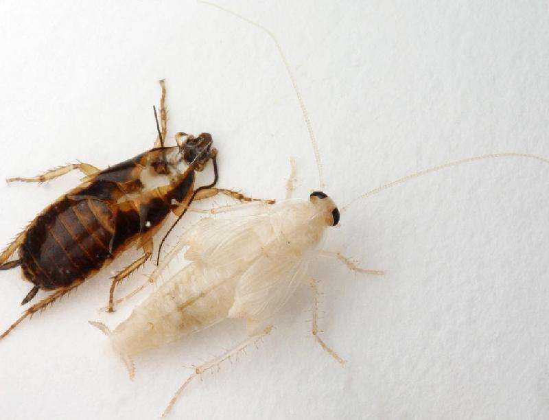 为什么蟑螂能抗辐射,为什么蟑螂怕辐射