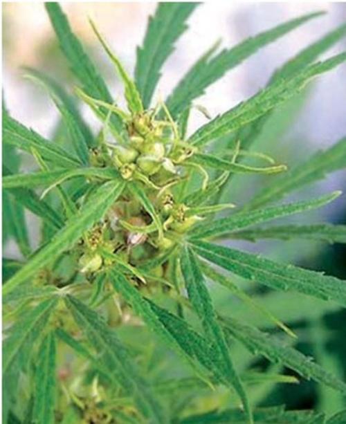 火麻仁作用与功效,每日一剂中草药