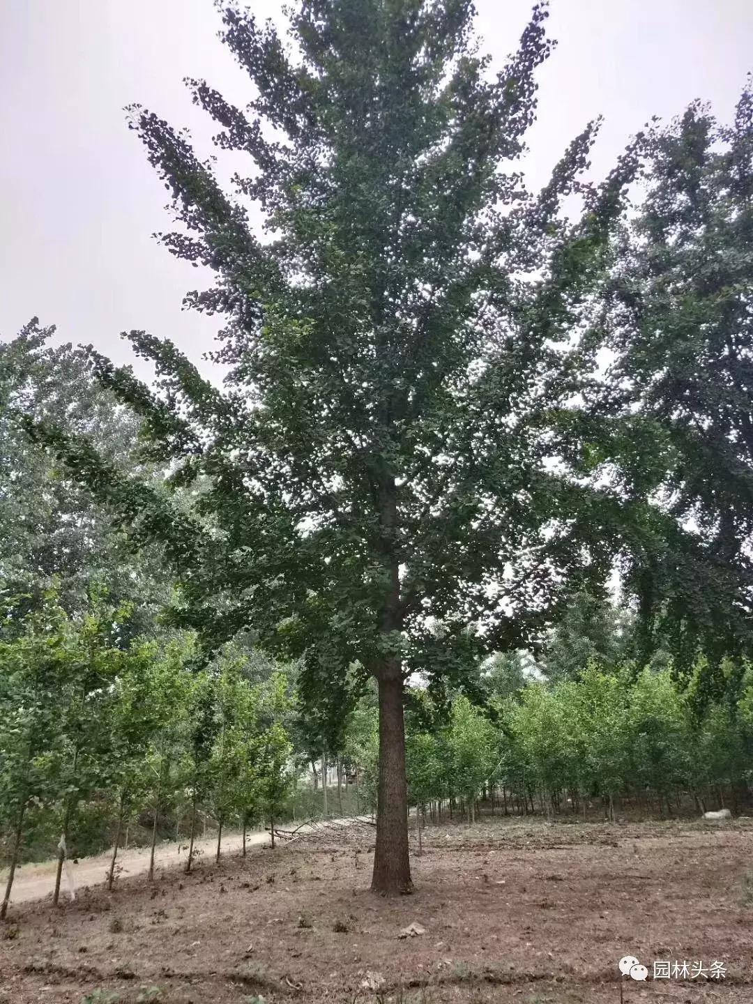 为什么大家都买东方树叶,为什么有人买桂花树叶