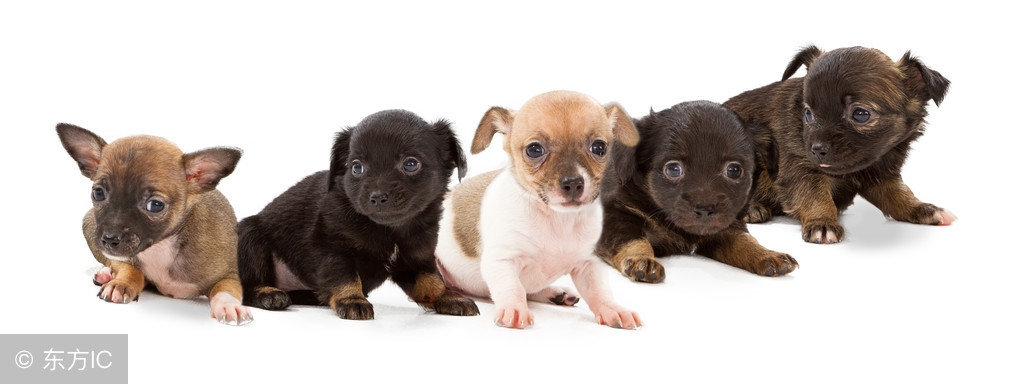 同一窝小狗会有不同的爸爸吗?