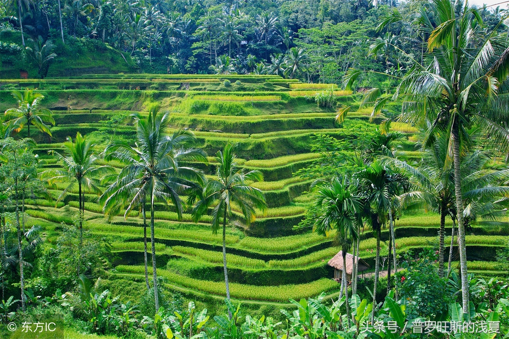 巴厘岛5天旅游攻略视频,巴厘岛六天五晚旅游行程